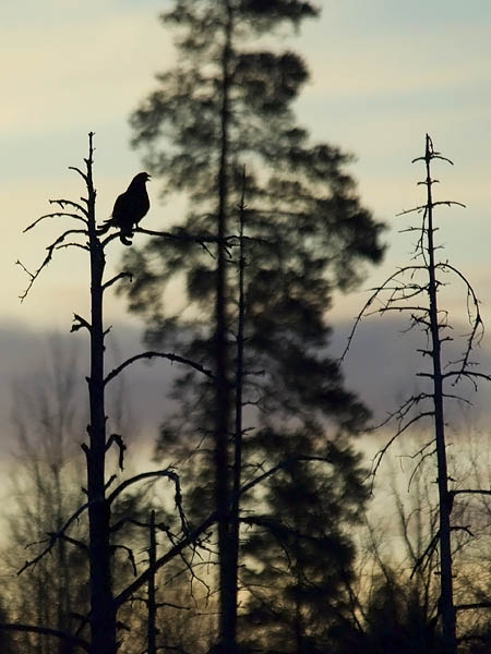 Teeri, Black Grouse, Tetrao tetrix